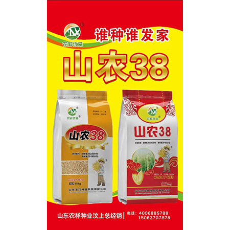 小麥種山農(nóng)38